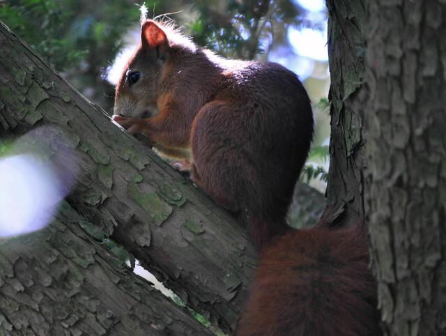 Auf dem Baum ist es doch am Sichersten. | Foto: Daniela Somers