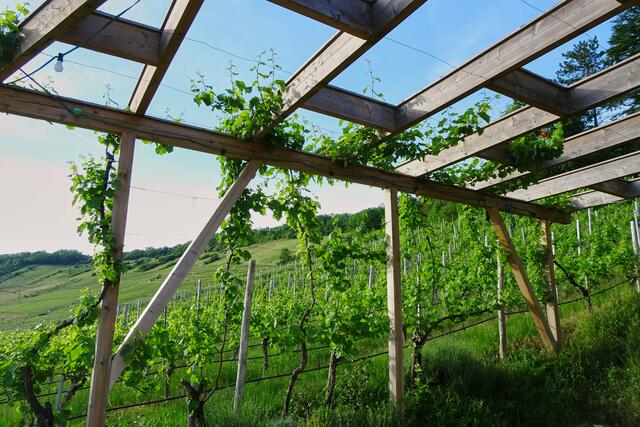 Feiern im Weinberg