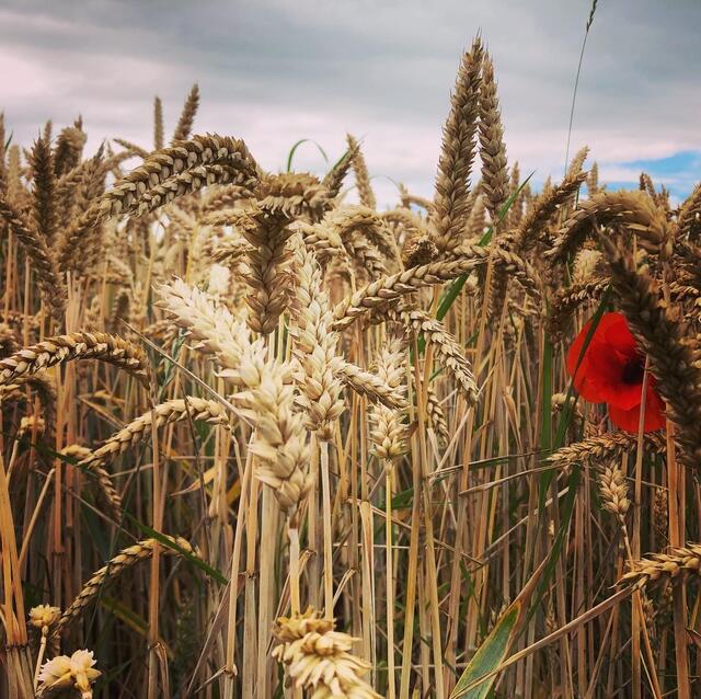 Getreidefeld mit goldenen Ähren und einer roten Klatschmohnblüte mit schwarzen Samen