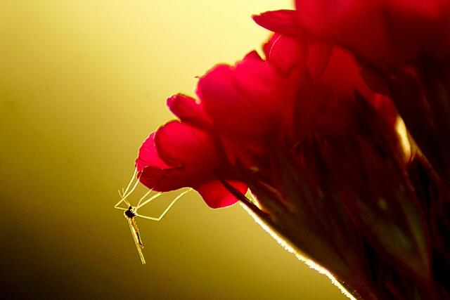 Schwarzer Kopf, rote Blüte, goldenes Licht