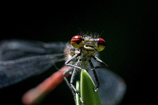 Rote Libelle mit goldenen Haaren vor schwarzem Hintergrund