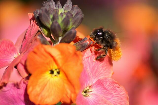 Schwarz-Goldene Hummel auf rötlicher Blüte