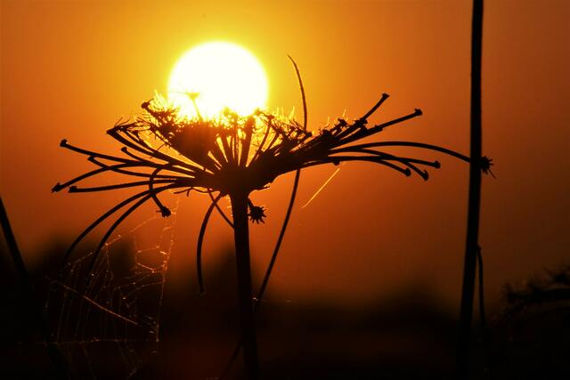 Schwarze Dolde vor rot-goldenem Sonnenuntergang