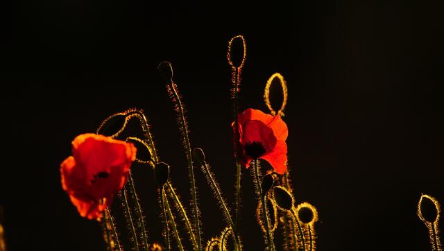 Mohn im Sonnenlicht