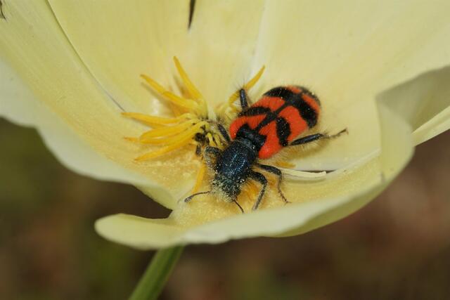 Deutschlandfarbenkäfer im Mohn
