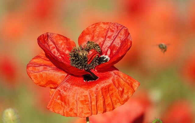 Alle 3 Farben