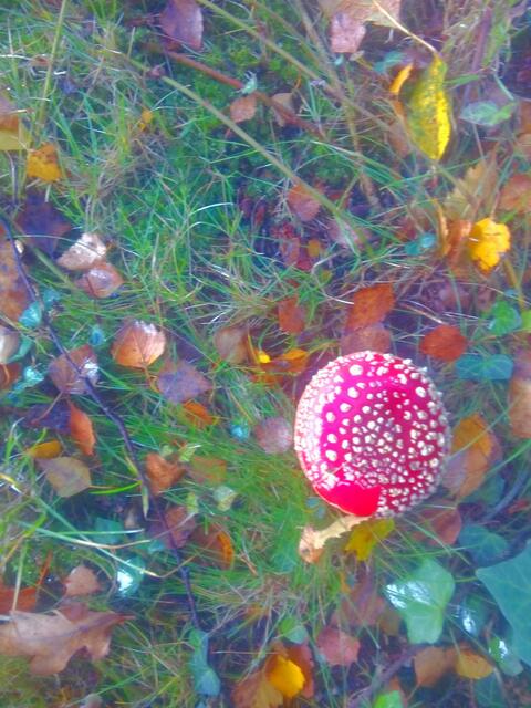 Fliegenpilz im Herbstlaub