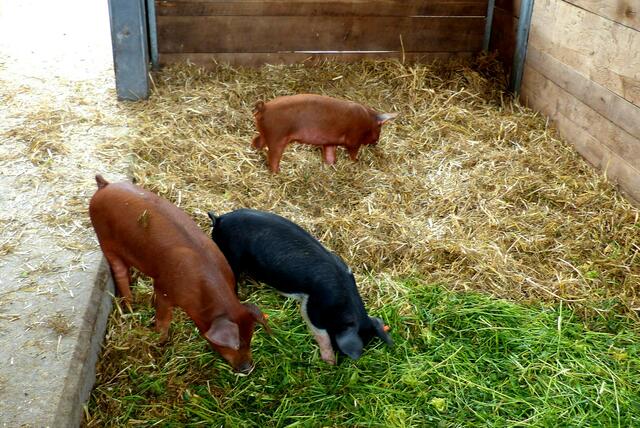 schwarze und rote Schweine auf goldenem Stoh