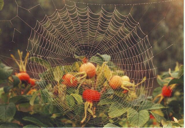 Eine Spinne sitzt im Netz
