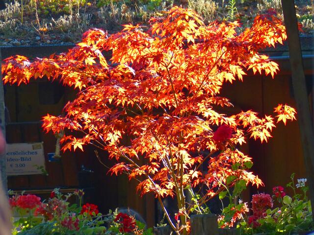 Herbstlicher Goldstandard