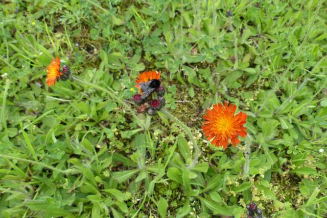 das orangenrote habichtkraut zieht schwarze Gäste an