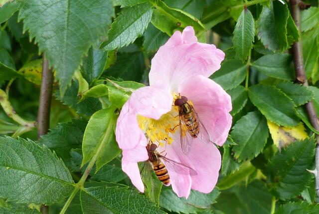 Begehrte Rose