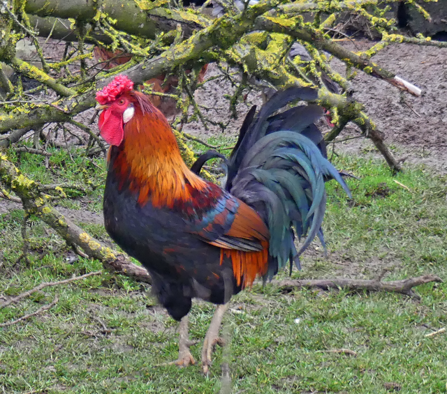 ich bin auch schwarz rot gold