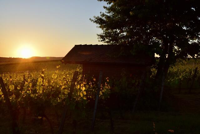 Sonnenuntergang im Weinberg