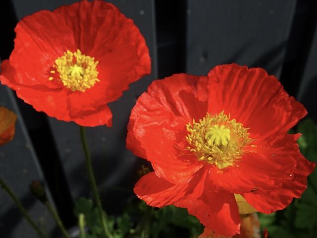 Schwarz-Rot-Gold im heimischen Garten