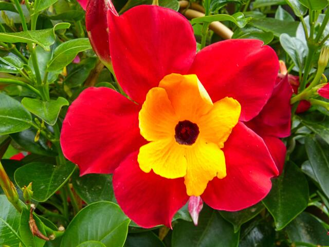 2 in 1 "Schwarz-Rot-Gold