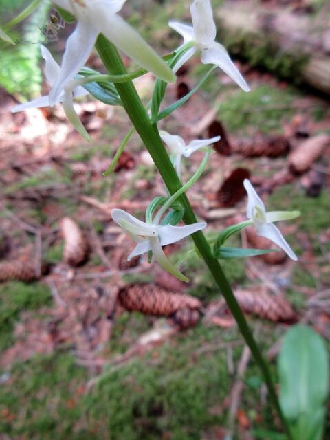 Erst die Recherche zu Hause ergab, dass die Weiße Waldhyazinthe (Platanthera bifolia) stark duften soll, da helfen uns die Fotos nicht weiter. Schlussendlich können wir es nicht genau sagen um welche Art es sich handelt. Vermutlich die Grünliche Waldhyazinthe (Platanthera chlorantha)