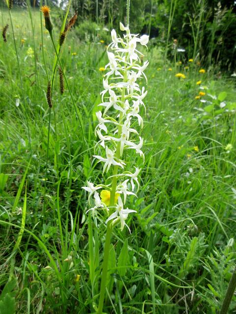 Waldhyazinthe, hier auf der Wiese