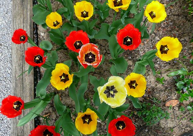 gilt bei den Tulpen ebenso