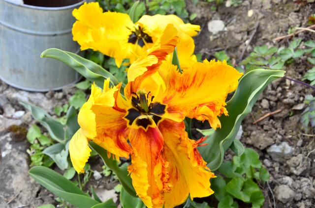 auch bei der Riesentulpe S, R, G
