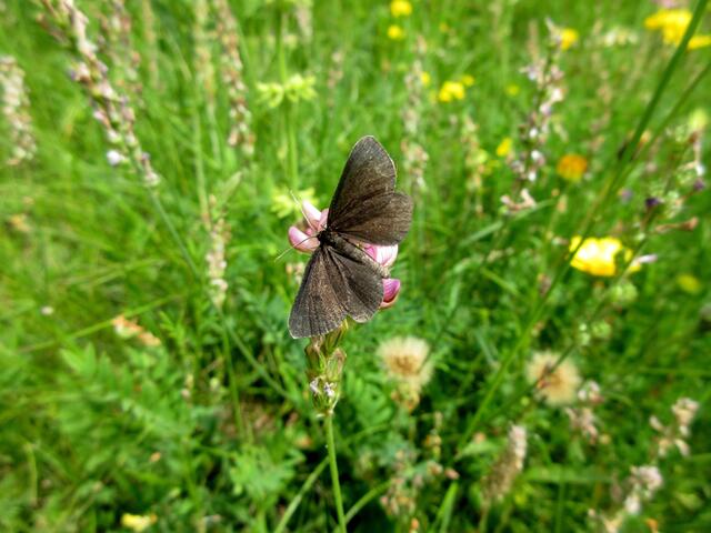 Zuerst dachten wir an einen Braunen Waldvogel, da soll es Ausnahmen ohne Punkte geben. Doch weitere Recherchen ergaben, wir haben hier ein Kaminfegerle eingefangen, den Schwarzspanner.