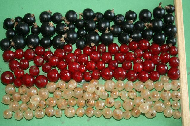 Deutschlandfahne aus Johannisbeeren