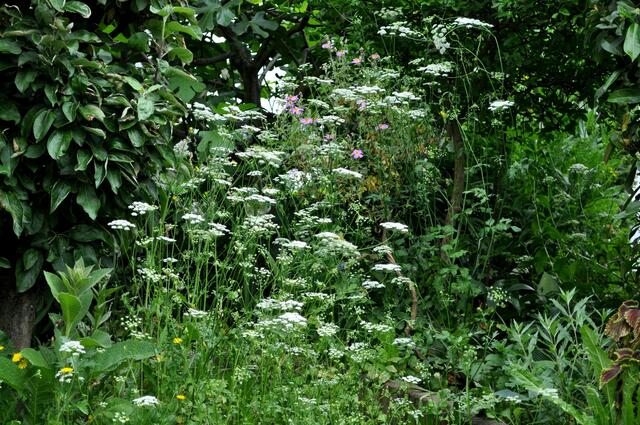 kleine Bibernelle blüht überall | Foto: Daniela Somers