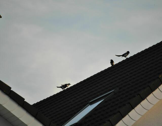 Alle 3 jungen Elstern fliegen nun mit dem Elternpaar. Man sieht sie immer wieder auf den Dächern sitzen. | Foto: Daniela Somers