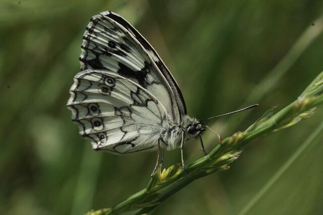 Schachbrettfalter