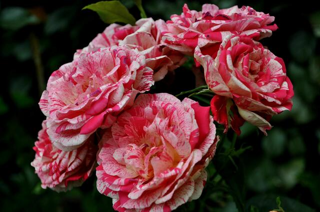 Die Rosen sind im Moment wunderschön. Die Sorte Abracadabra | Foto: Daniela Somers