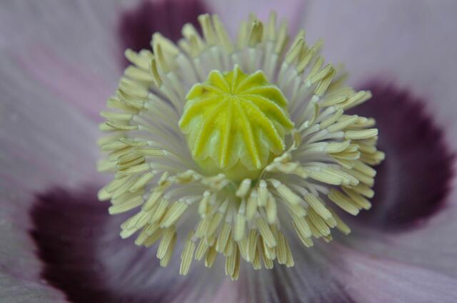 Mohn. Auch der steht immer mal irgendwo dazwischen. | Foto: Daniela Somers