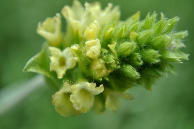 Griechischer Bergtee, Sideritis scardica. Ein sanfter Teegenuss. Eine Pflanze aus dem Mittelmeerraum die aber mittlerweile auch hier winterhart ist. Ich mag den Geschmack. | Foto: Daniela Somers