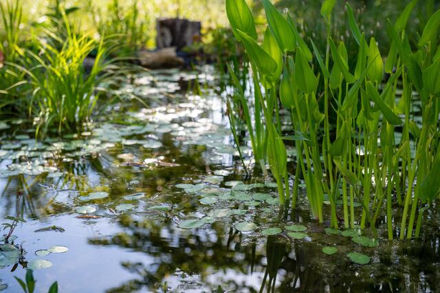 Das Sumpfbeet soll zuwachsen. | Foto: Mario Berger