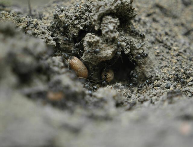 Ameisen bei der Arbeit. Keine Ahnung was sie da gerade in ihr Nest schleppen. Samen oder Insekteneier? | Foto: Daniela Somers