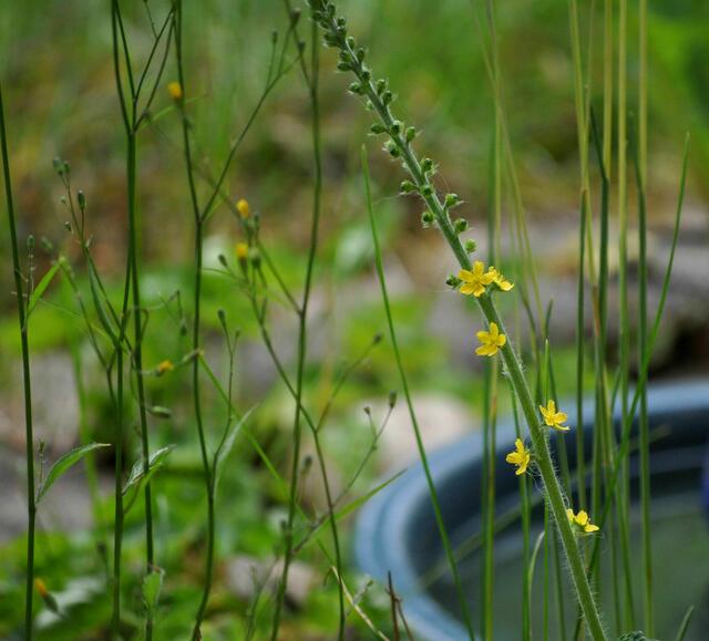 Ein Odermennig hat sich im Garten angesiedelt. | Foto: Daniela Somers
