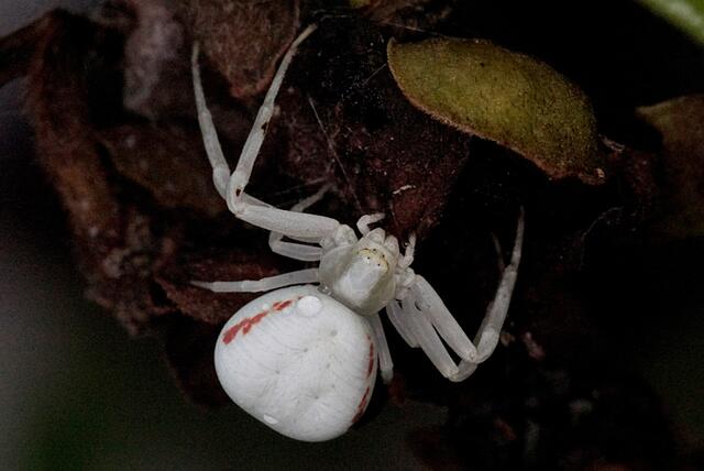 Albinospinne