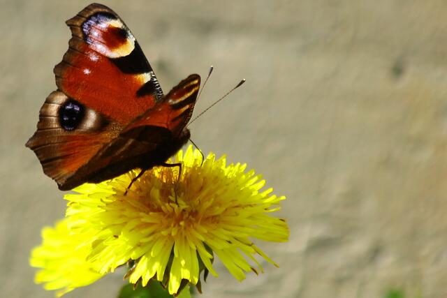Schmetterling