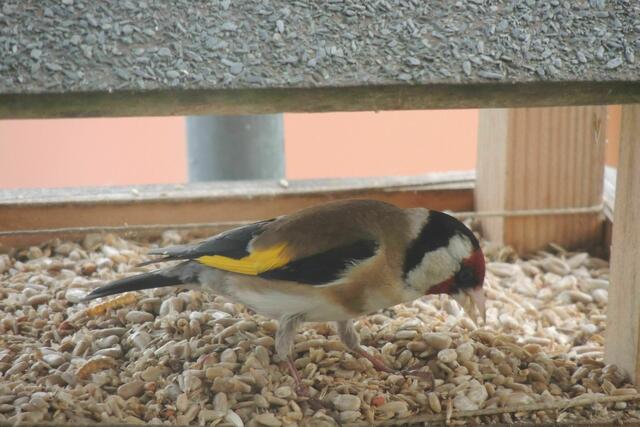 Seit Wochen ein täglicher Gast im Vogelhäuschen: ein Stieglitz.