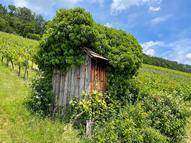 Mit Hut: Dieses Häuschen steht in den Heilbronner Weinbergen. | Foto: Volker W. Lang