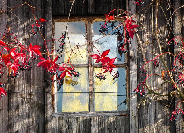 Aufgereiht: Wie ein Naturvorhang wirkt die Weinrebe vor dem Fenster. | Foto: Dieter Bauer