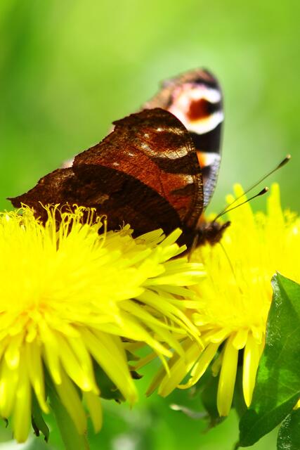 Schmetterling