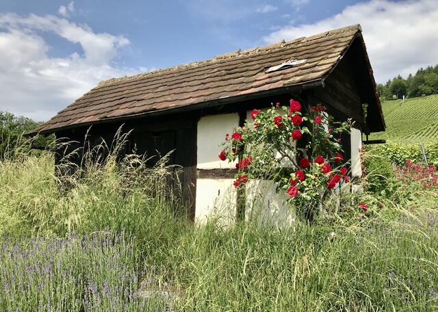 Blütenreich: Sehr dekorativ sind die Rosen vor der Hütte im Zabergäu. | Foto: Gudrun Cremer