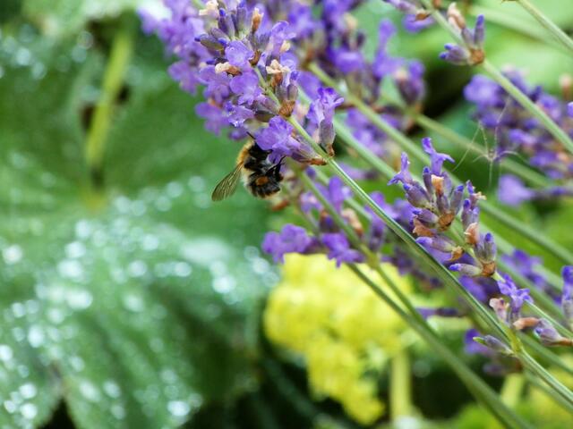 Eine Hummel holt sich was zu essen