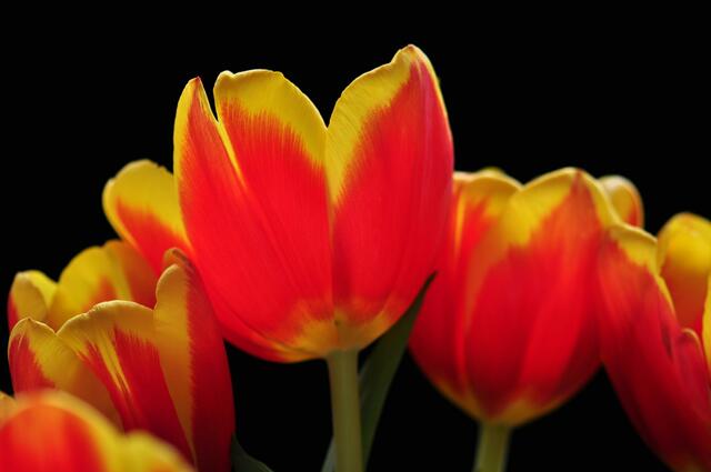 Tulpen