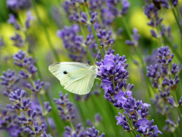 Ein Kohlweißling labt sich am Lavendel.