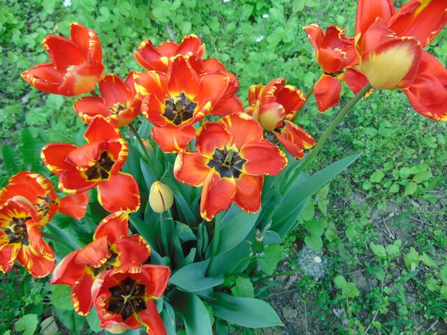 Tulpen in Schwarz-Rot-Gold