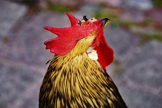 Derselbe Gicker