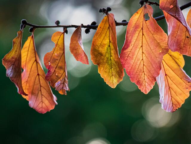 Herbstblätter