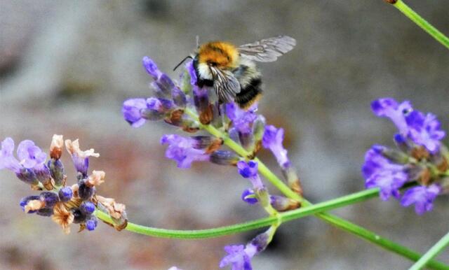 Eine Hummel lässt es sich schmecken.