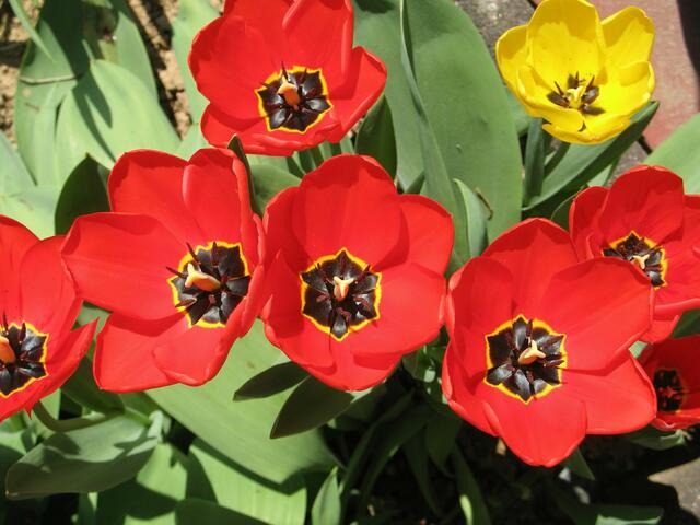 bei uns im Garten